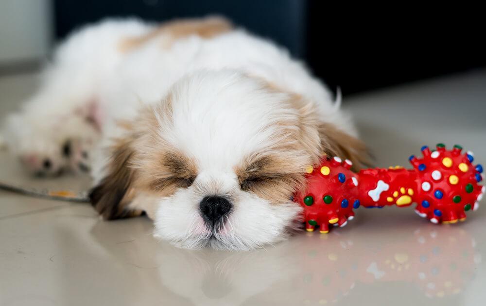 How Long Can You Leave A Dog Home Alone
